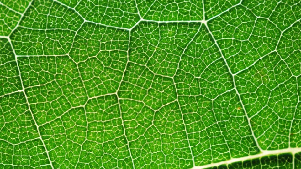 Cercetătorii au reuşit să îmbunătăţească eficienţa fotosintezei