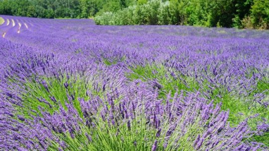 “Aurul mov” stimulează noi afaceri