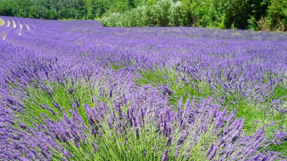 “Aurul mov” stimulează noi afaceri