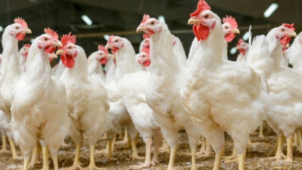 Pericol de gripă aviară în România