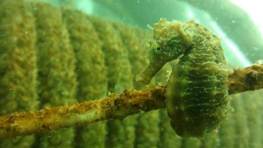 Emoționant: O nouă șansă pentru căluțul de mare