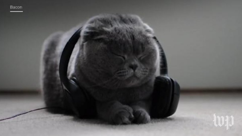 AUDIO/VIDEO: Muzică special compusă pentru liniștirea pisicilor anxioase