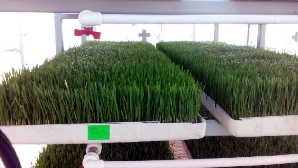 Culturi hidroponice bio, experimentate lângă Sibiu