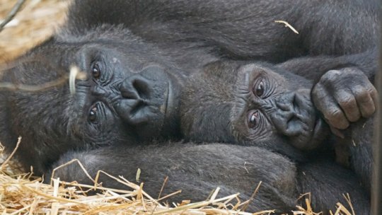 Pui de gorilă, salvat printr-o cezariană