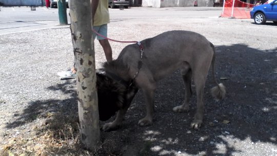 Cadou: A vrut să taie corzile vocale la câini și a primit dopuri de urechi