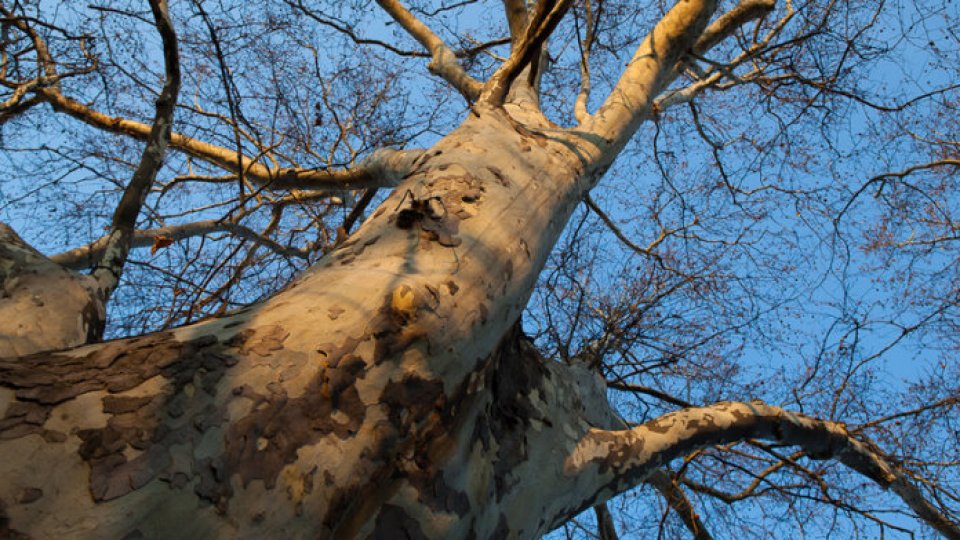 Cine protejează de drujbă copacii seculari de pe proprietățile private?