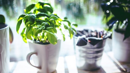 Grădina din bucătărie