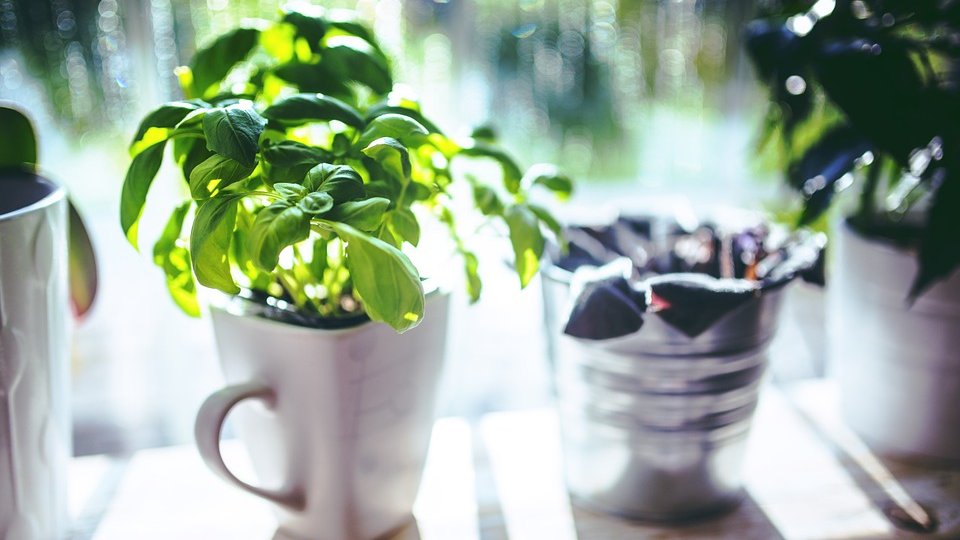 Grădina din bucătărie