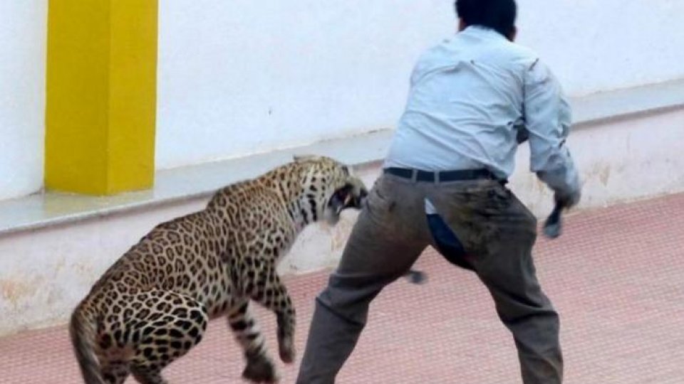 VIDEO: Leopardul scăpat în școală atacă și rănește șase oameni