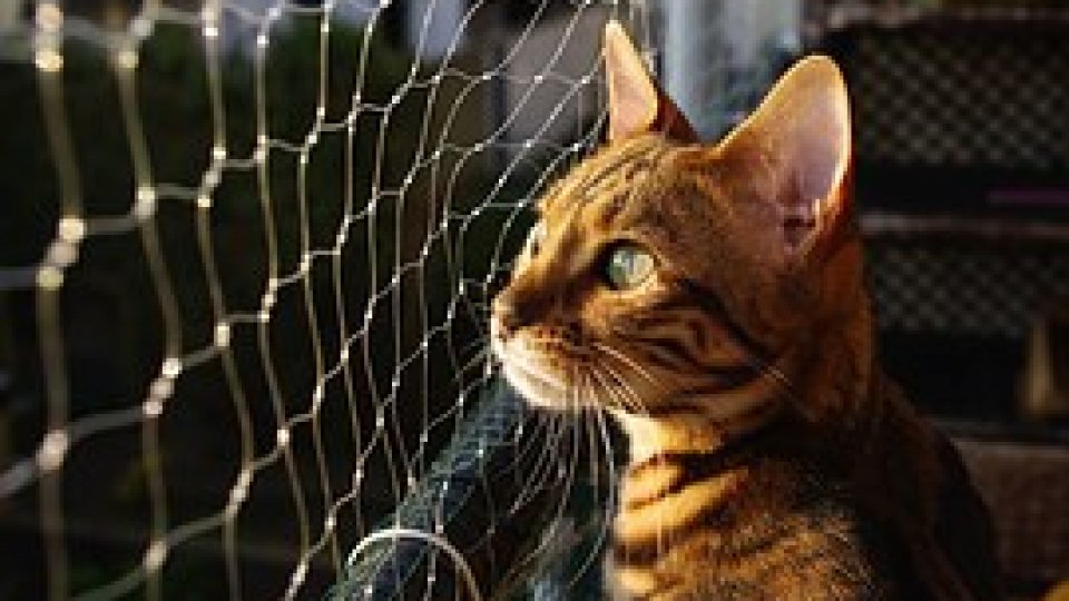 Pisoiul sechestrat #Mehedinţi