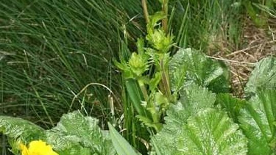 Flori, poeme, mărţişoare