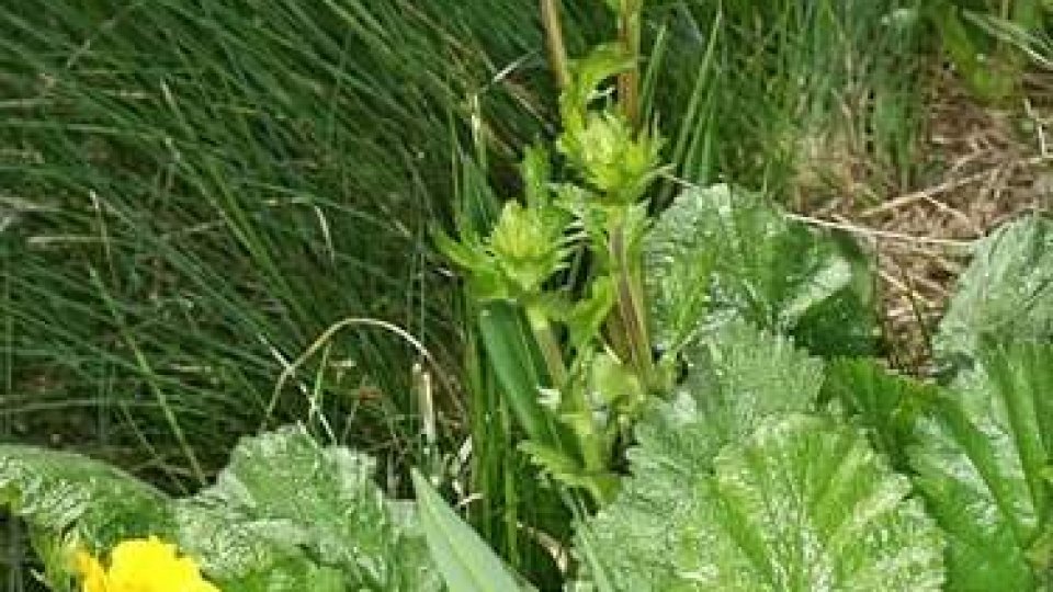 Flori, poeme, mărţişoare