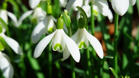 A venit… primavara!