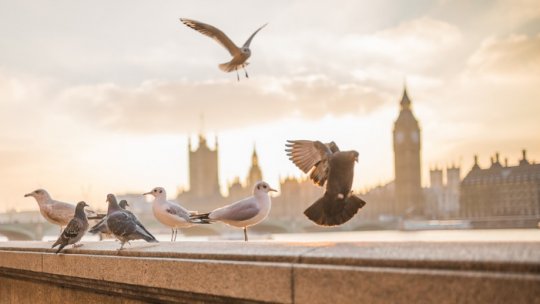 Calitatea aerului din Londra monitorizată de patrule aeriene de porumbei