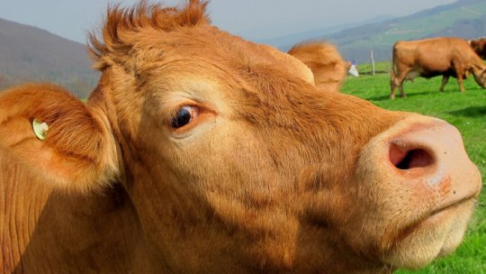 România va avea cea mai mare subvenţie pe cap de bovină din UE