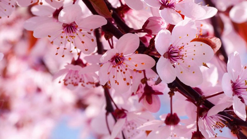 Hanami sărbătoarea florilor de cireș din Japonia