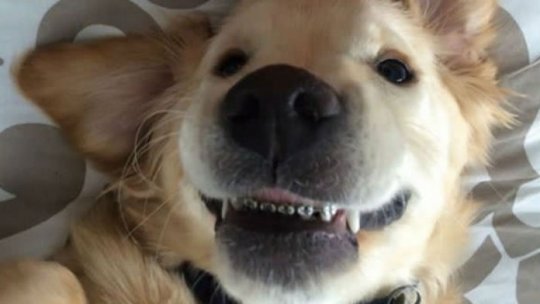 Cum mușcă Wesley, cățelul cu aparat dentar