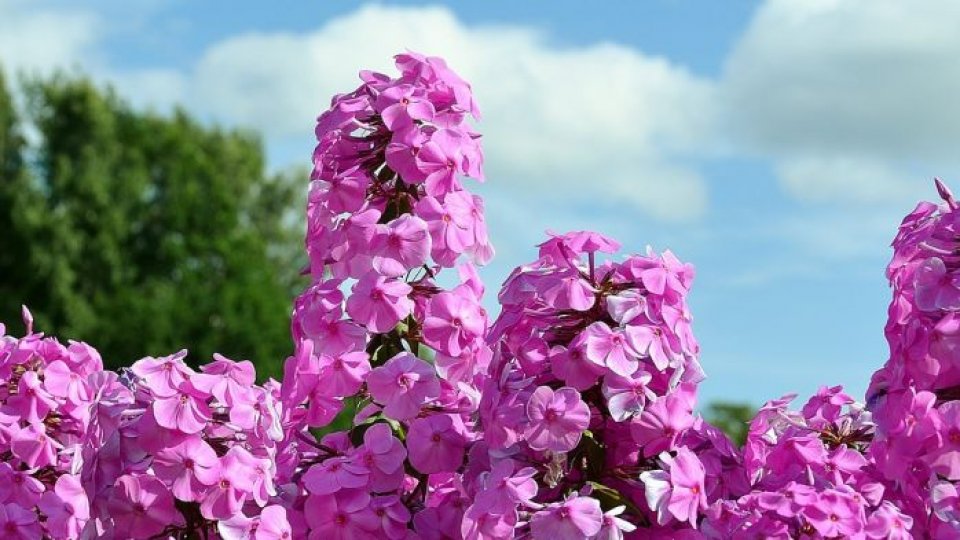 Secretul longevităţii, ascuns într-o tufă de liliac