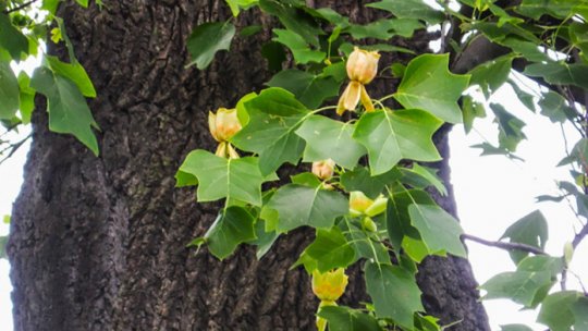 Tulipanul sau pomul cu lalele