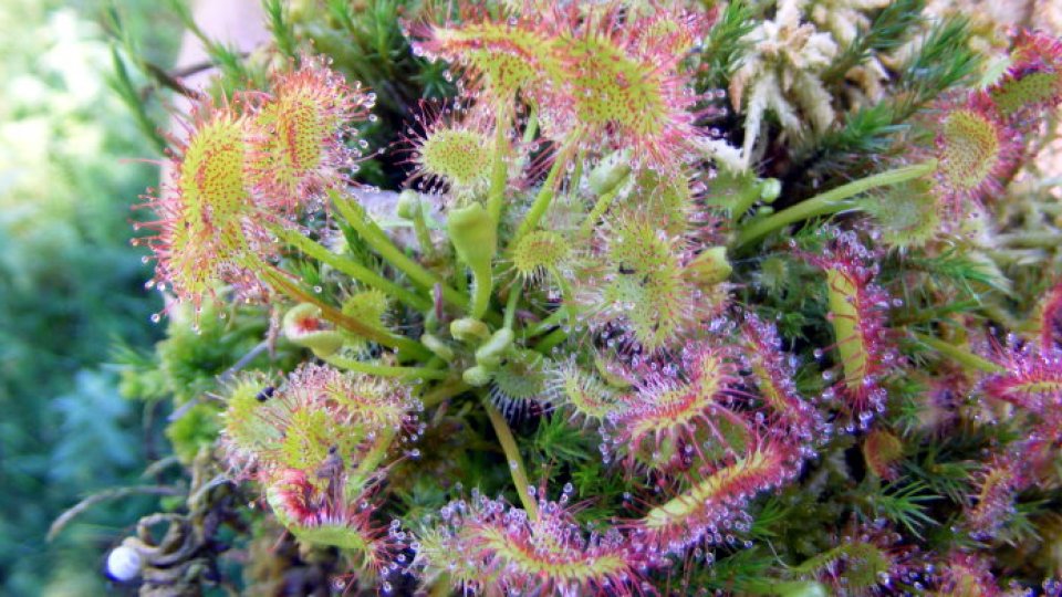 Roua cerului -o atracţie sălbatică în Vâlcea