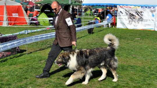 Ciobănescul românesc carpatin, recunoscut peste hotare