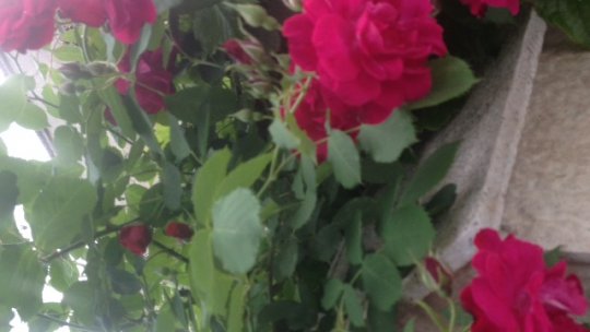 În numele trandafirilor