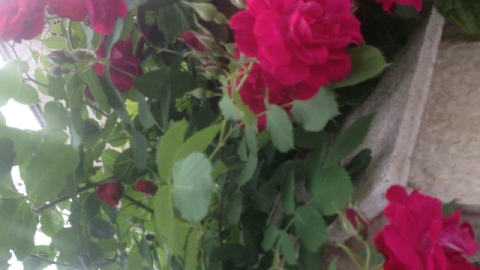 În numele trandafirilor