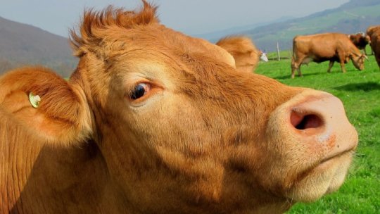 Târgurile de bovine din sudul țării, închise de veterinari