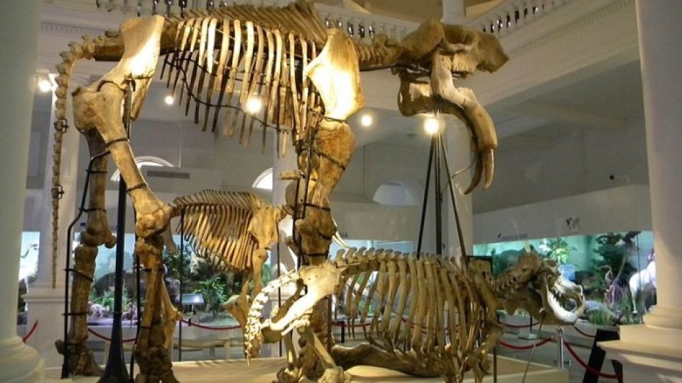 O noapte printre giganți