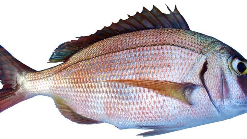 Peştii sunt afectaţi de micro-rezidurile de plastic