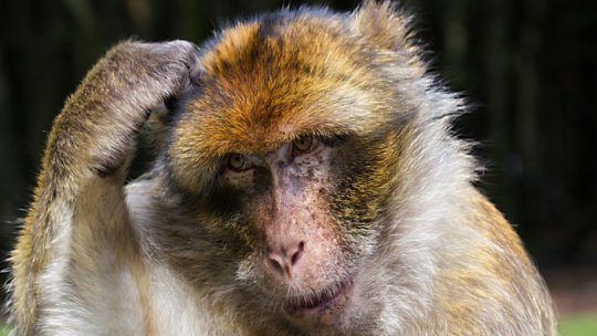 O maimuţă a provocat o pană de curent la nivel naţional în Kenya