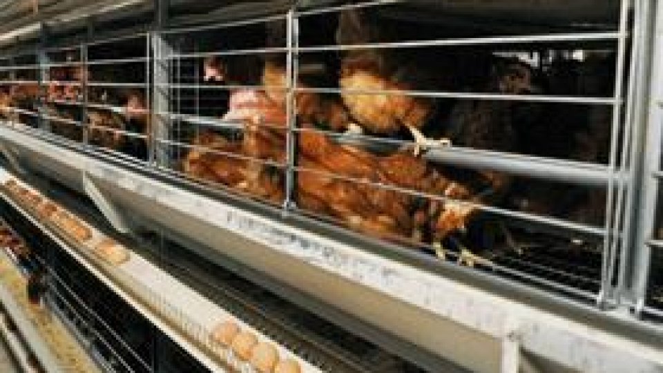 Înăsprim controalele la "transporturile de ouă şi carne de pasăre"