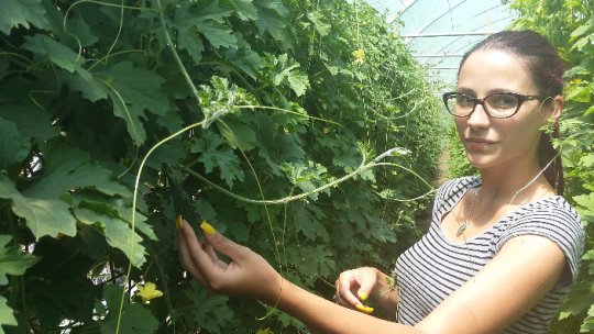 Castravetele amar, benefic diabeticilor