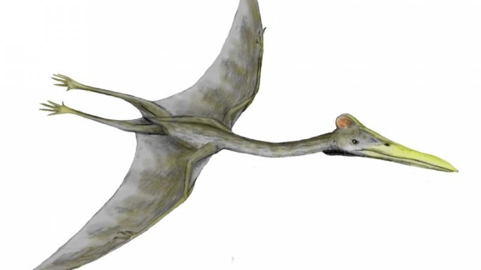 Cel mai mare dinozaur zburător din lume a fost descoperit în România