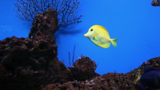 Israelul, în topul exportatorilor de peşti exotici decorativi