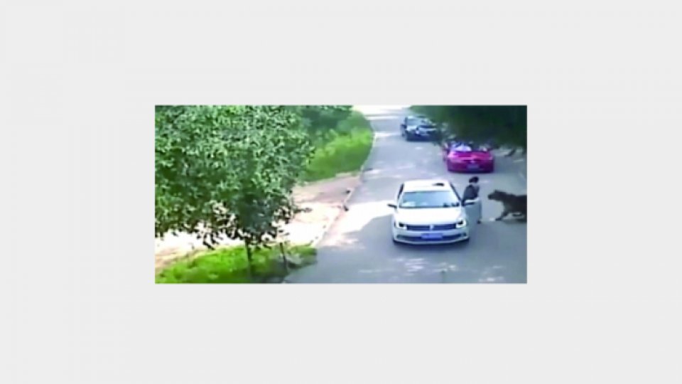 A ieşit furioasă din maşină dar a atacat-o tigrul