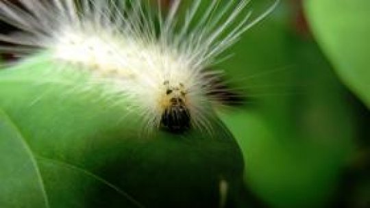 Recolta din Mehedinţi, afectată de omizi