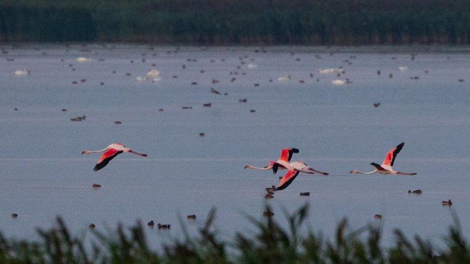 Păsări flamingo în Delta Dunării