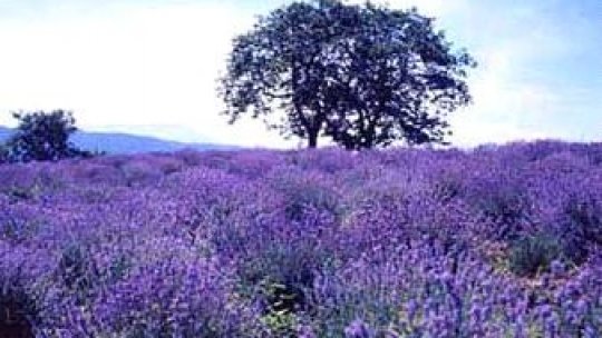 Puterea vindecătoare a lavandei