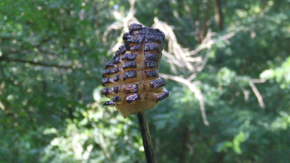 Pregătiri pentru un nou record mondial la Pericei