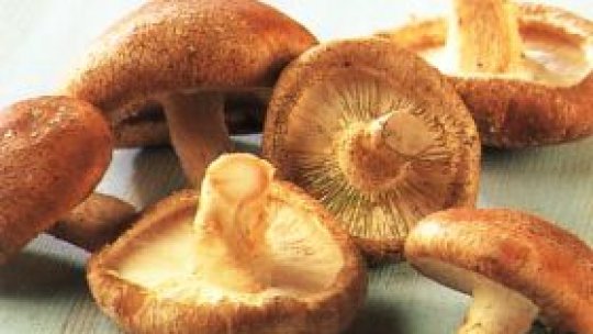 13 persoane intoxicate cu ciuperci, dintre care doi minori