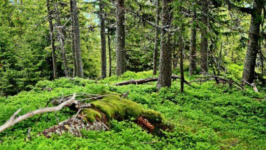 Greenpeace inventariază pădurile virgine din România