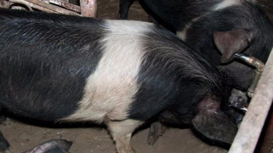 Porcul de Bazna la Salonul Internaţional al Gustului din Torino