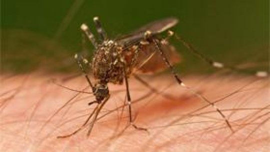 Două persoane au murit în urma infectării cu virusul West Nile