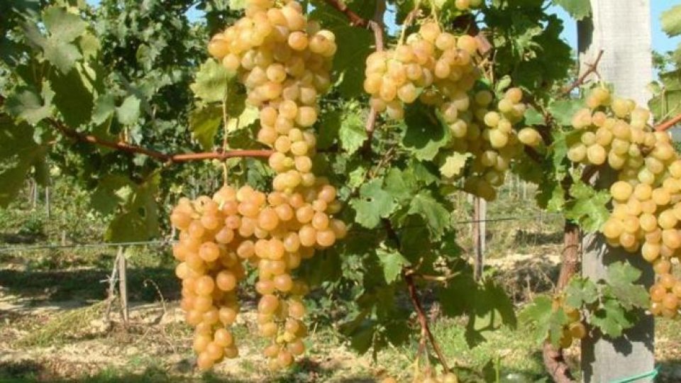  Producţia de vin de anul acesta "va fi de patru milioane de hectolitri"