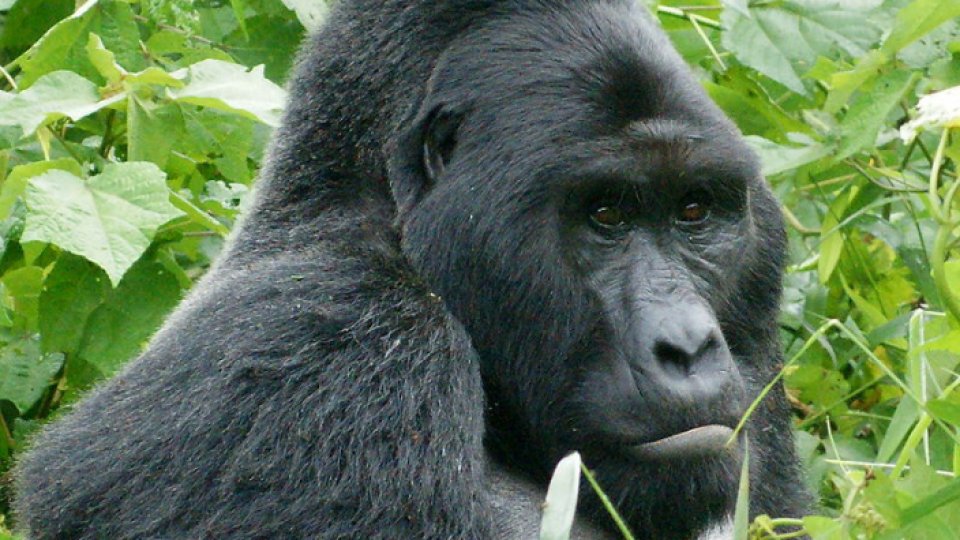 Cea mai mare gorilă din lume, la un pas de dispariţie