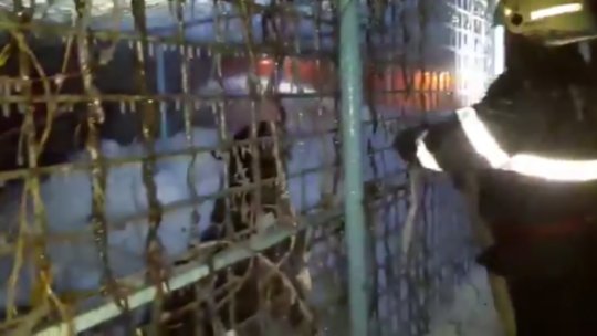 VIDEO: Un tigru siberian îi încurcă pe pompierii care stingeau un incendiu
