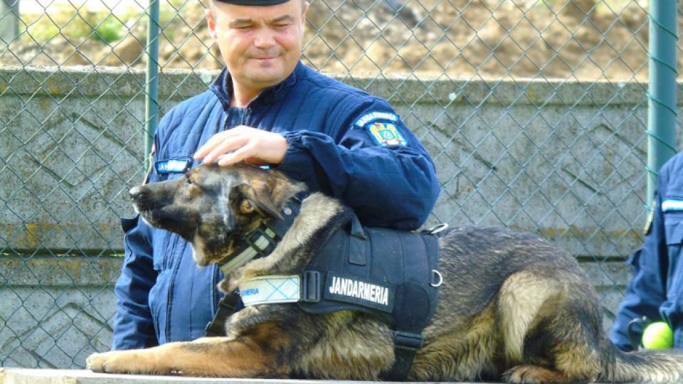 Elsa, câine polițist