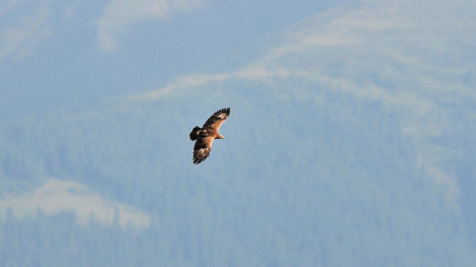 Acvila Arlie, care cuibăreşte lângă oraşul Făgăraş, ar putea să fi murit