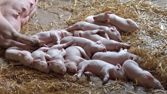 "Porc Crescut Româneşte", iniţiativă pentru sprijinirea fermelor